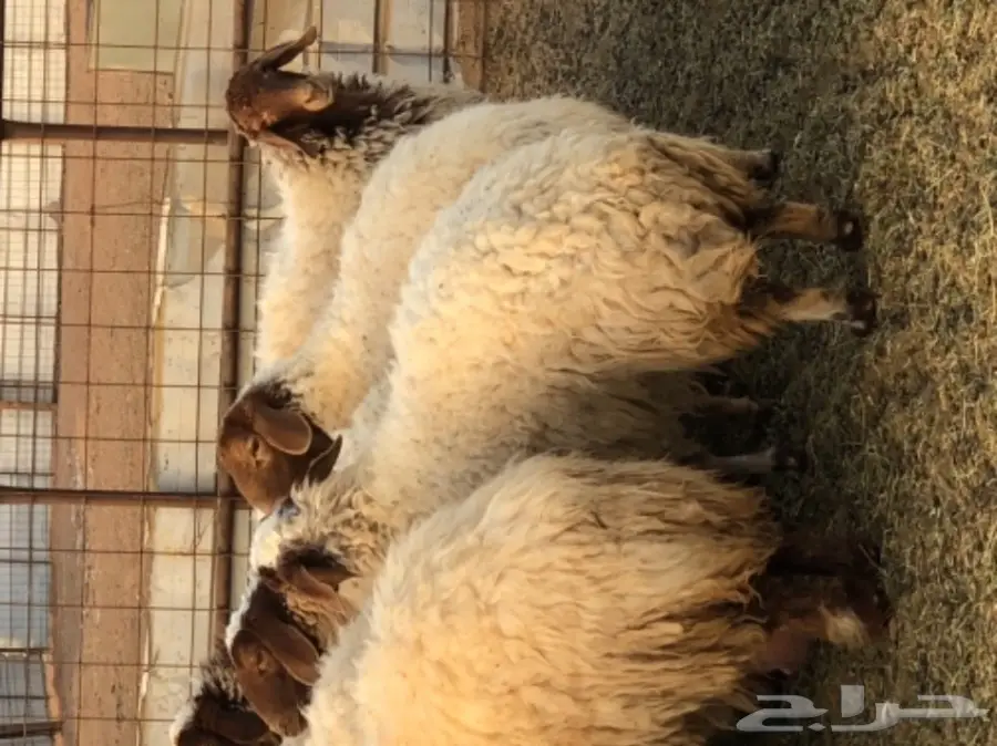 نعيم للبيع  (image 2)