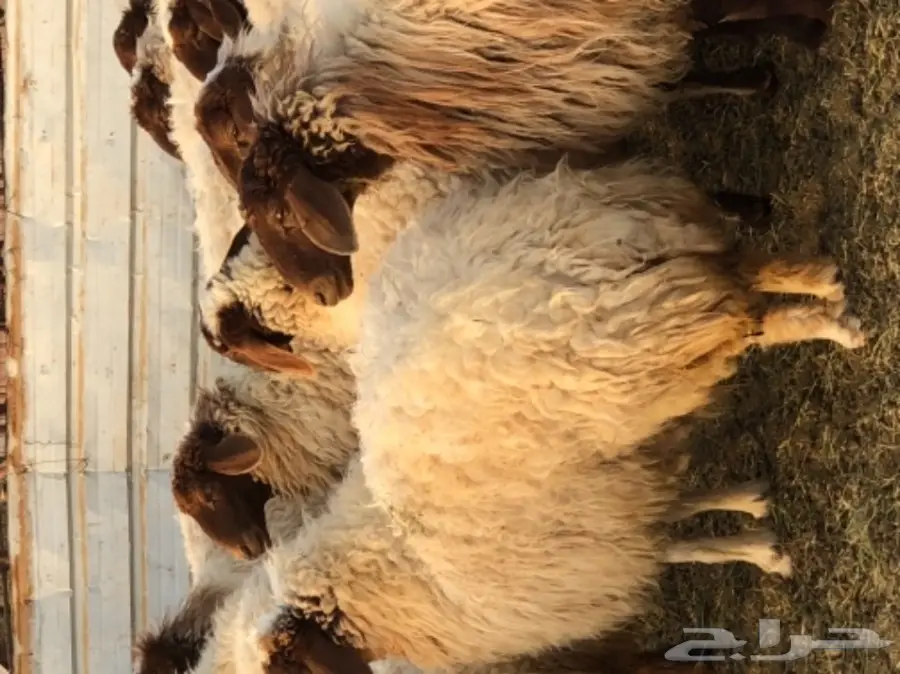 نعيم للبيع  (image 3)