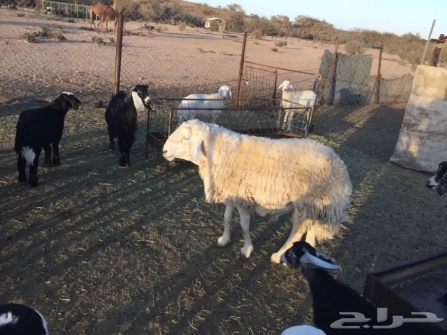 طلي حري مشروط وبر حرش نادر في الحلال