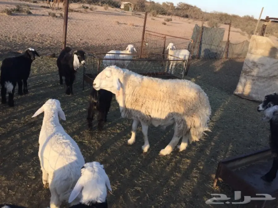 طلي حري مشروط وبر حرش نادر في الحلال (image 1)