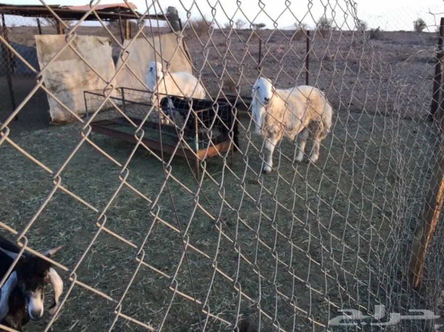 طلي حري مشروط وبر حرش نادر في الحلال (image 2)