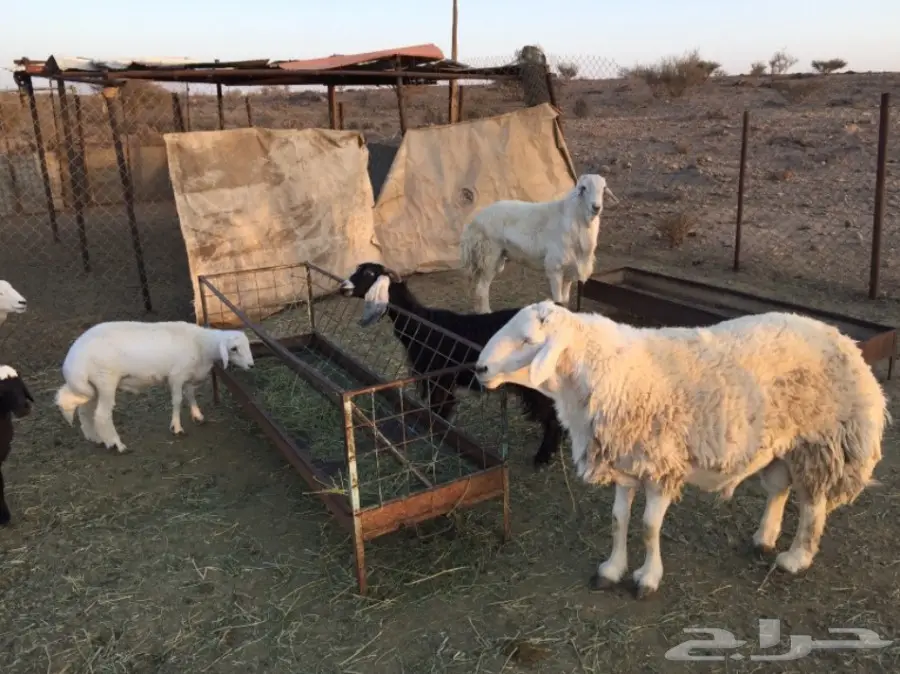 طلي حري مشروط وبر حرش نادر في الحلال (image 3)