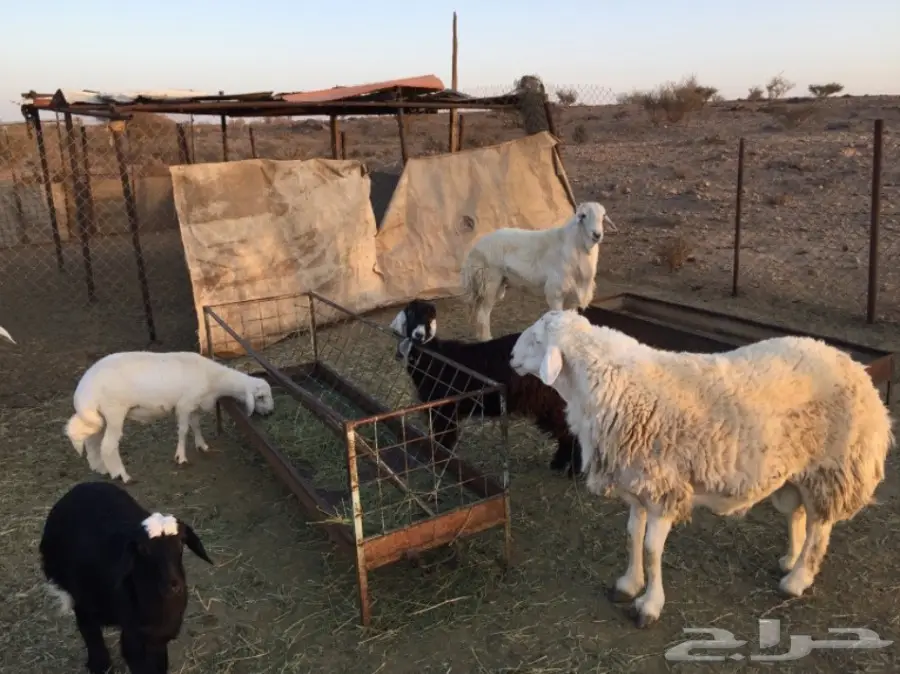 طلي حري مشروط وبر حرش نادر في الحلال (image 4)