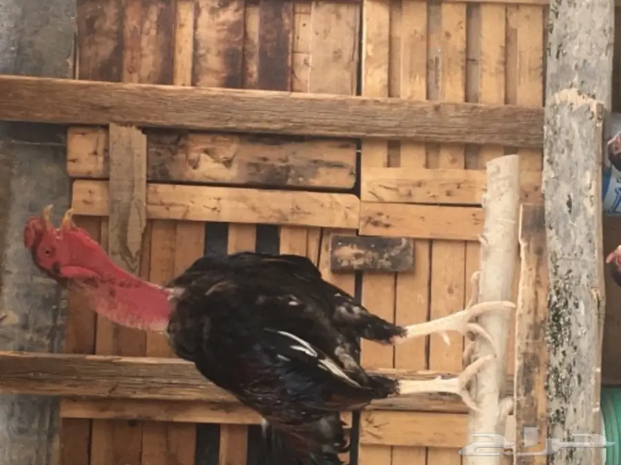 دجاج بكستاني 