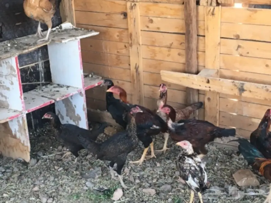 دجاج بكستاني  (image 2)