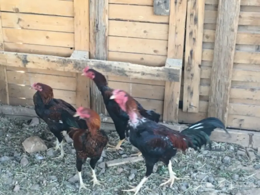 دجاج بكستاني  (image 3)