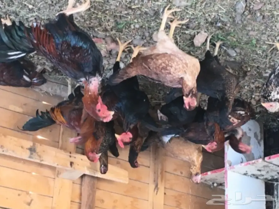 دجاج بكستاني  (image 4)