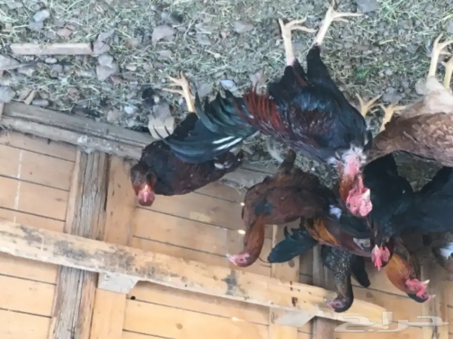 دجاج بكستاني  (image 5)