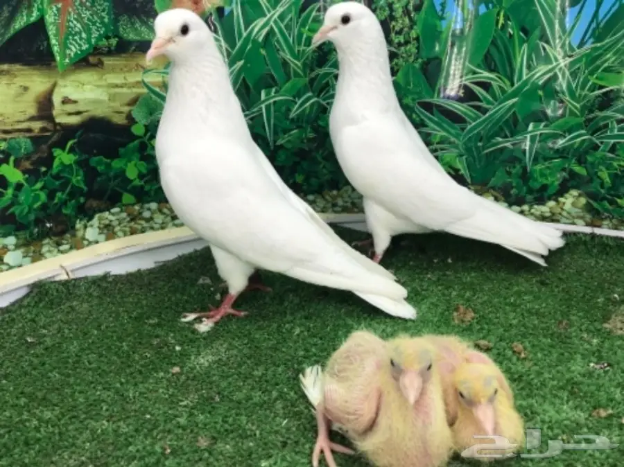 صنعاني  بفروخه