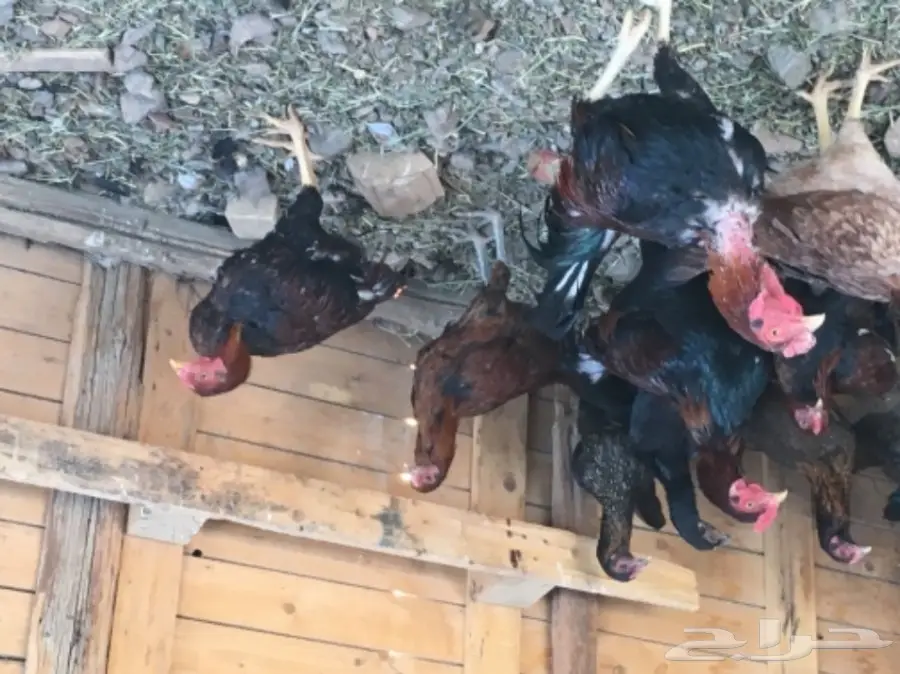 دجاج بكستاني  (image 6)