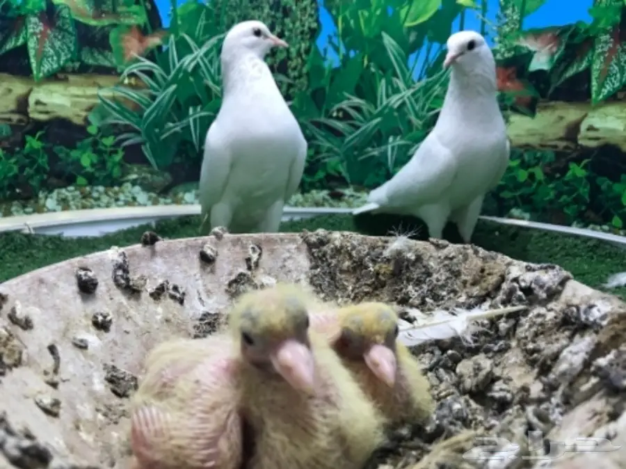 صنعاني  بفروخه (image 1)