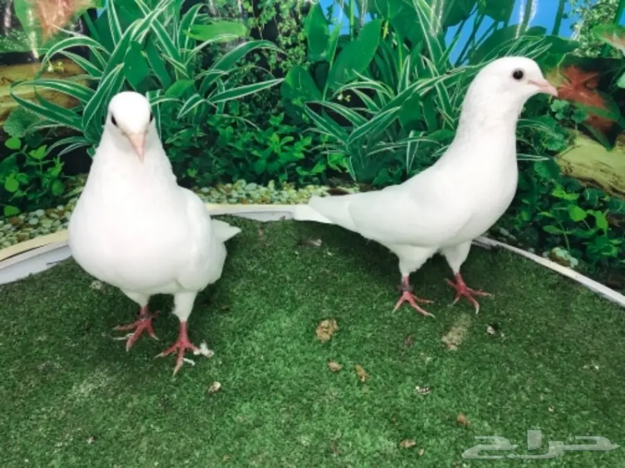 صنعاني  بفروخه (image 2)