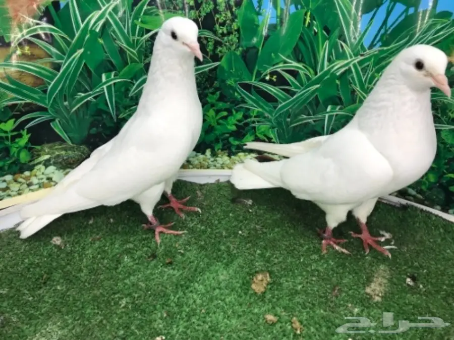 صنعاني  بفروخه (image 3)