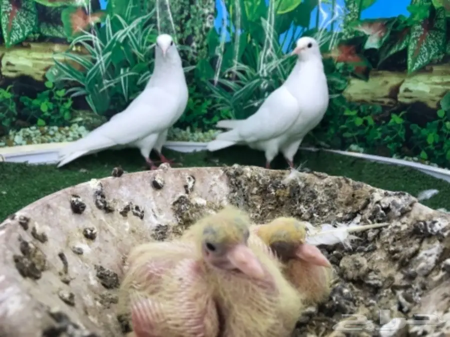 صنعاني  بفروخه (image 4)