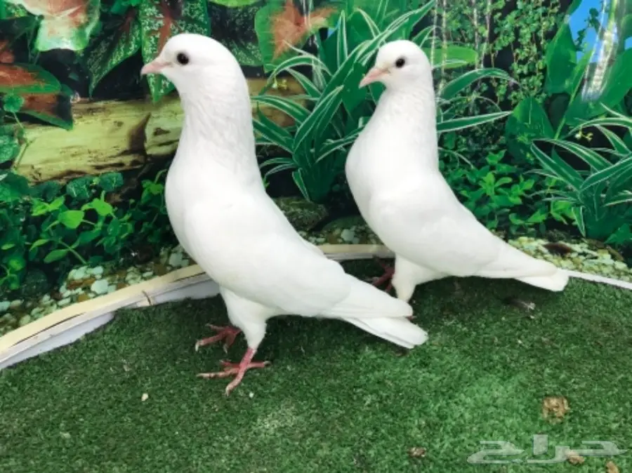 صنعاني  بفروخه (image 5)