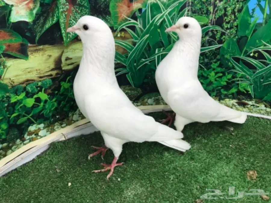 صنعاني  بفروخه (image 6)