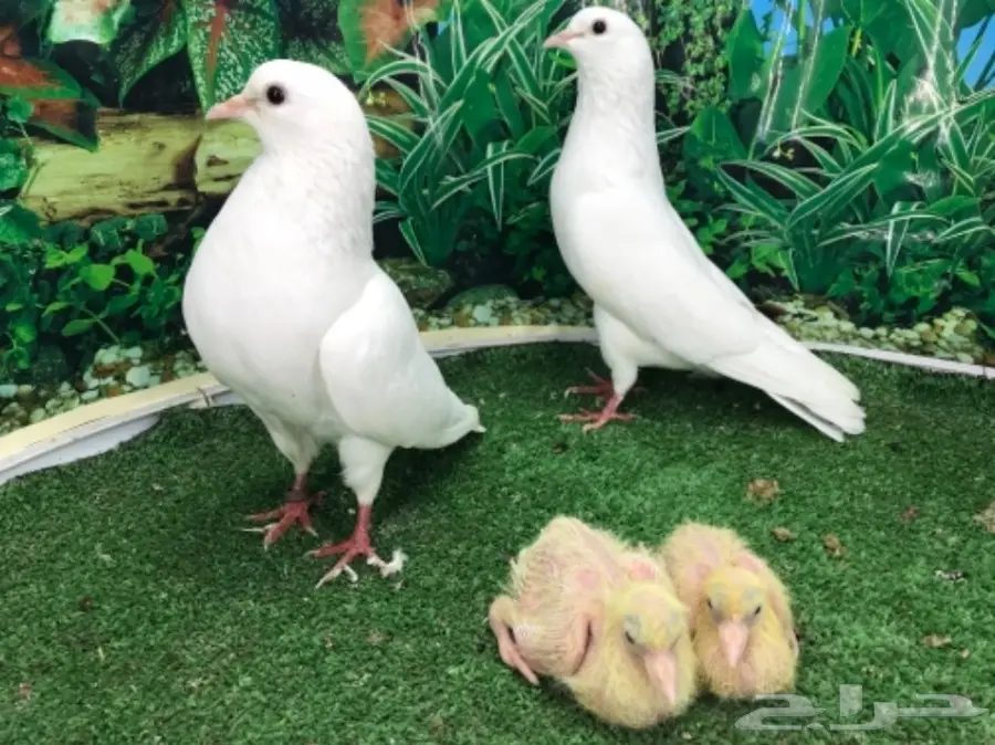 صنعاني  بفروخه (image 7)