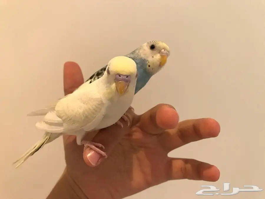 ازواج بادجي اليفه والوان متعدده (image 4)