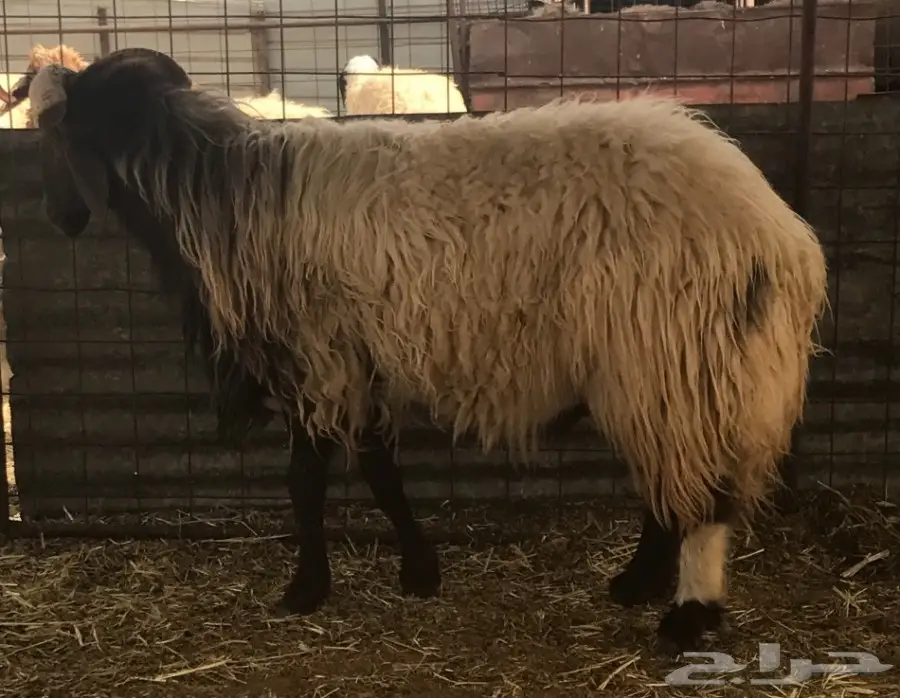 فحل نعيمي  (image 5)