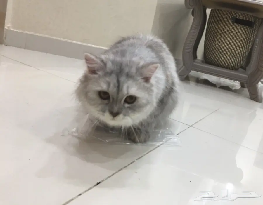 قطط للبيع (image 5)