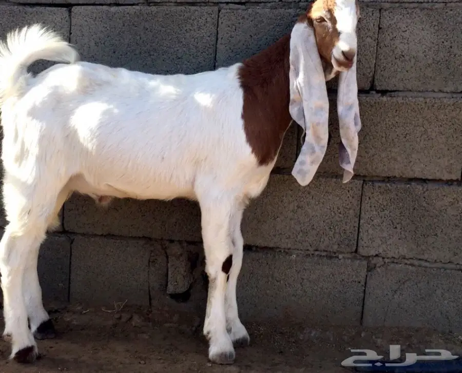 تيس هولندي (حجازي(