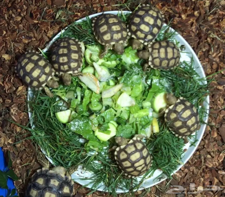 سلاحف برية سلكاتا