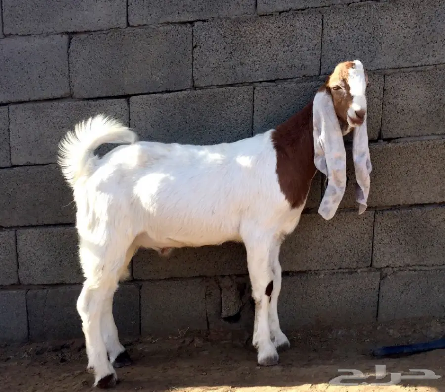 تيس هولندي حجازي – فرصة لا تُفوّت! (image 2)