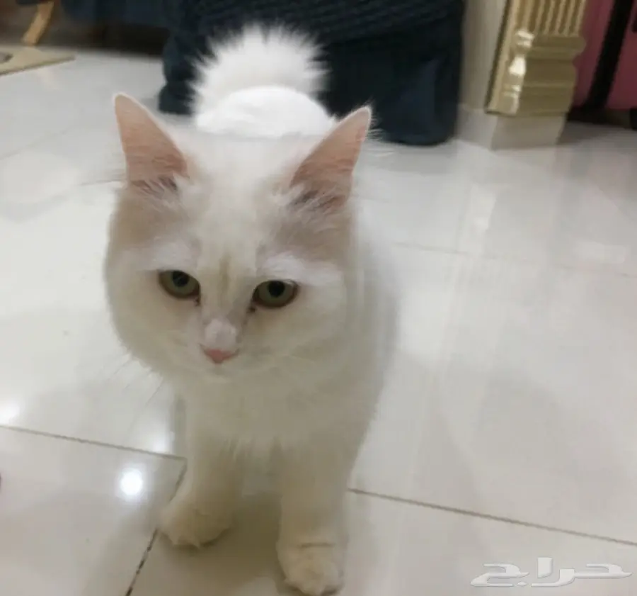 قطط للبيع (image 9)