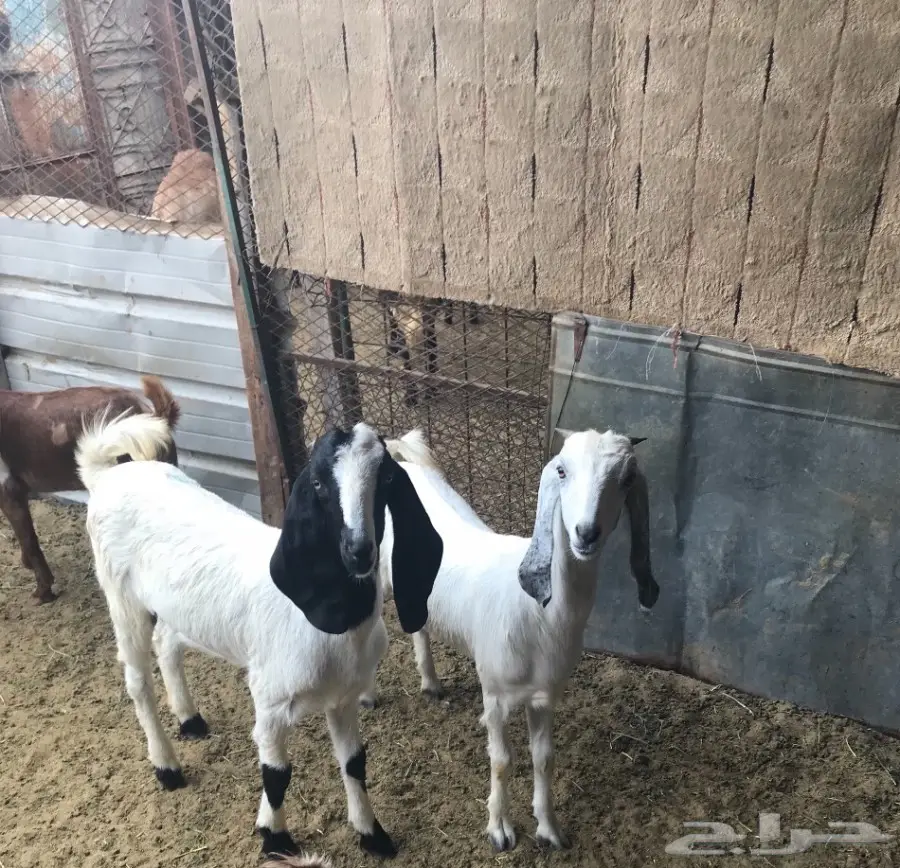 جفرتين للبيع. 