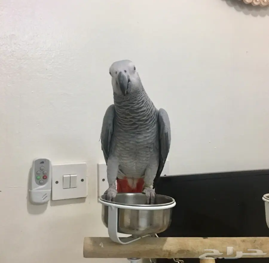 ببغاء كاسكو هولندي اليف حمامه ومتكلم في الوجه (image 2)