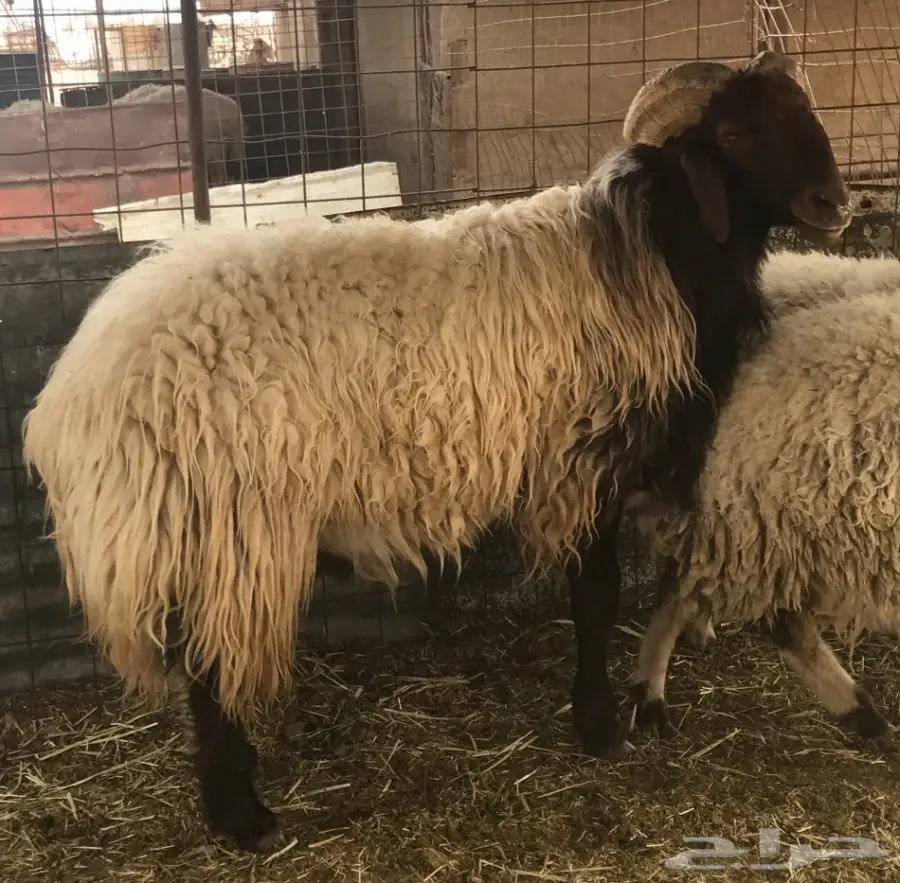 فحل نعيمي  (image 1)