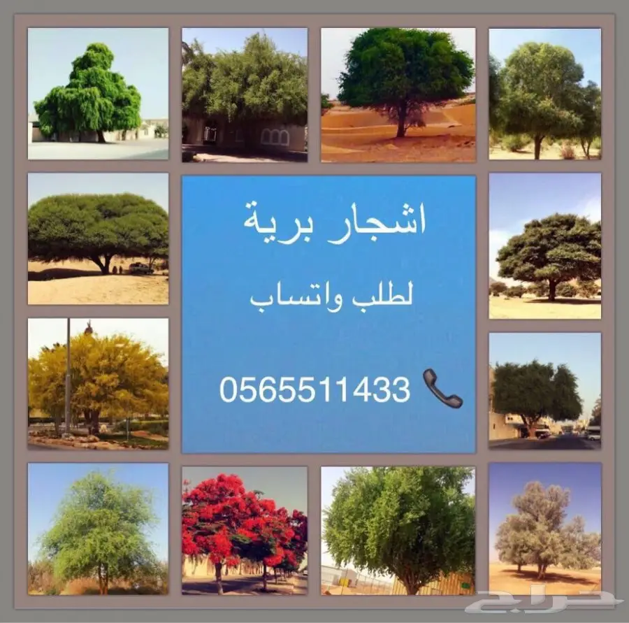 للبيع شتلات اشجار بريه - الرياض  (image 4)