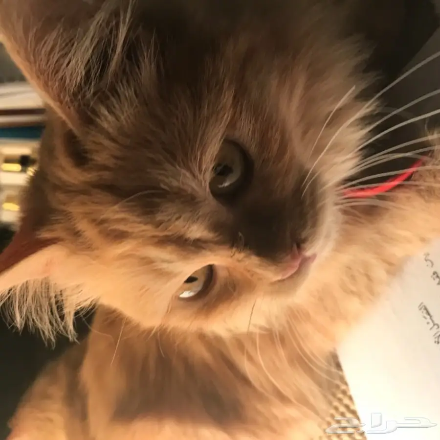 شيرازية أنثى  (image 1)