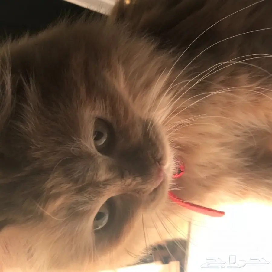 شيرازية أنثى  (image 2)