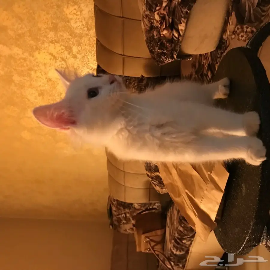 قط شيرازي صغير للبيع (image 3)