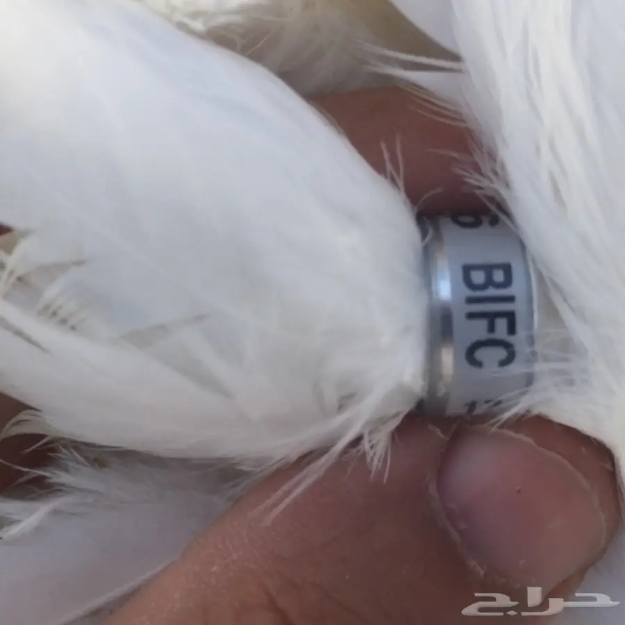 ذكر شماسي خارجي 