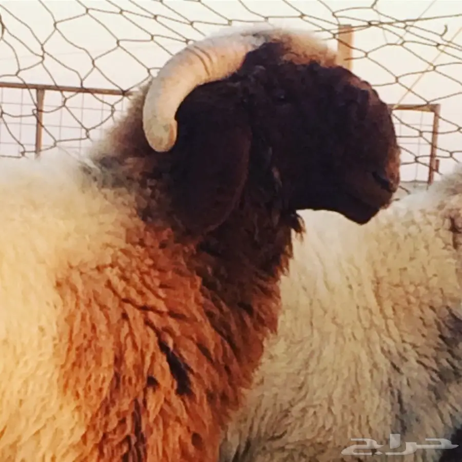 جذع نعيم صنف للبيع (image 2)