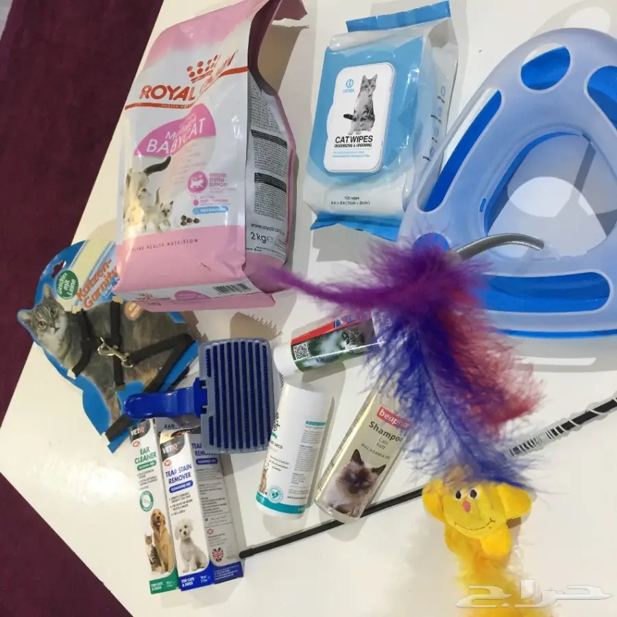 قطه شرازي للبيع  (image 2)