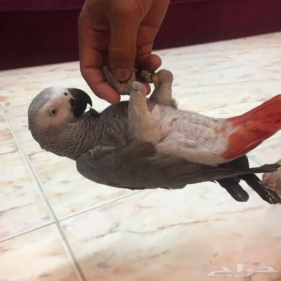 ببغاء كاسكو هولندي اليف حمامه ومتكلم في الوجه