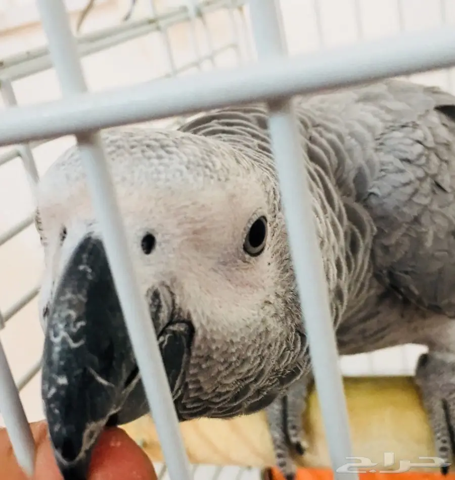 كاسكو هولندي للبيع  (image 4)