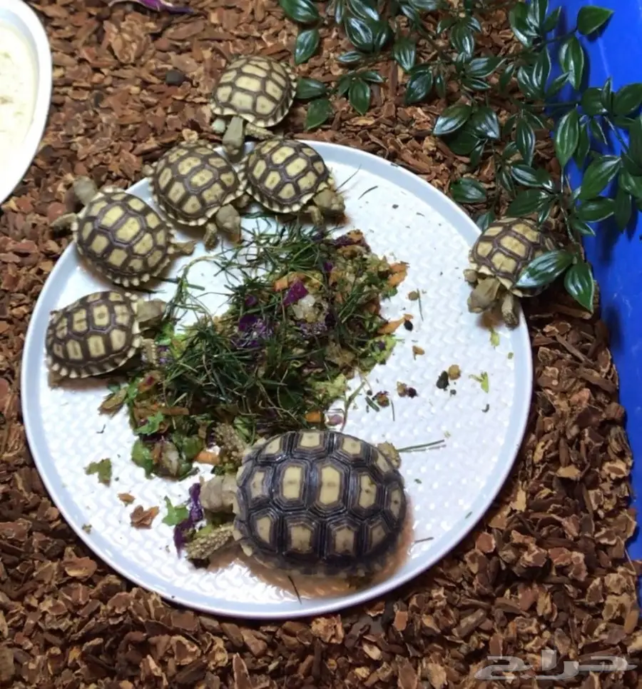 سلاحف برية سلكاتا (image 1)