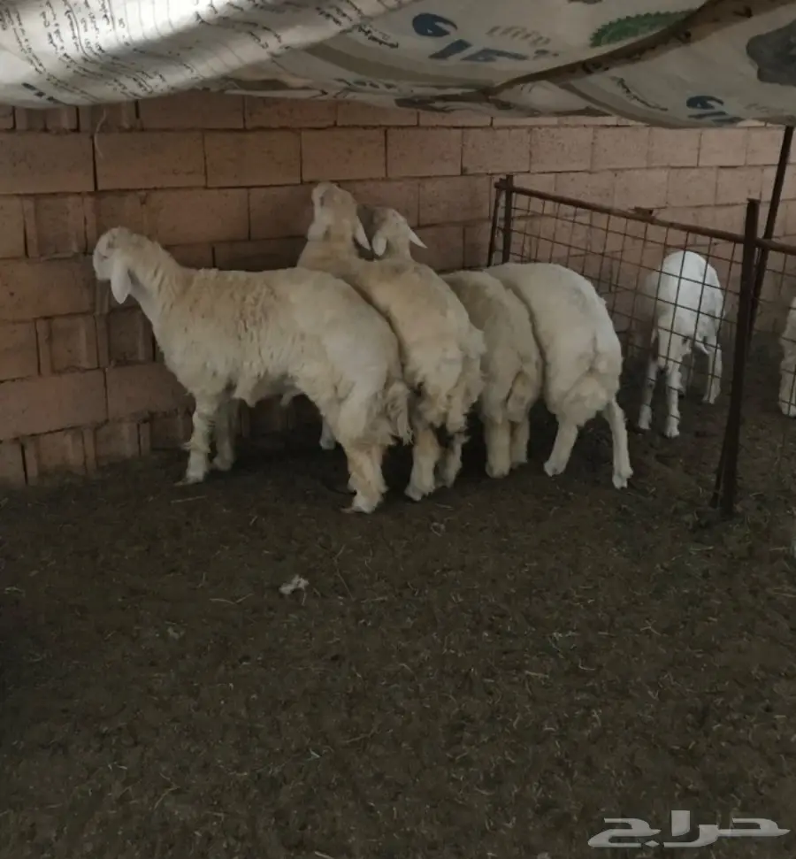 طليان حريه للبيع (image 1)