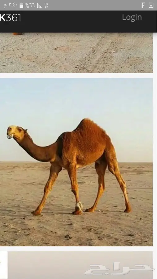 جذعه ملاقي (image 9)