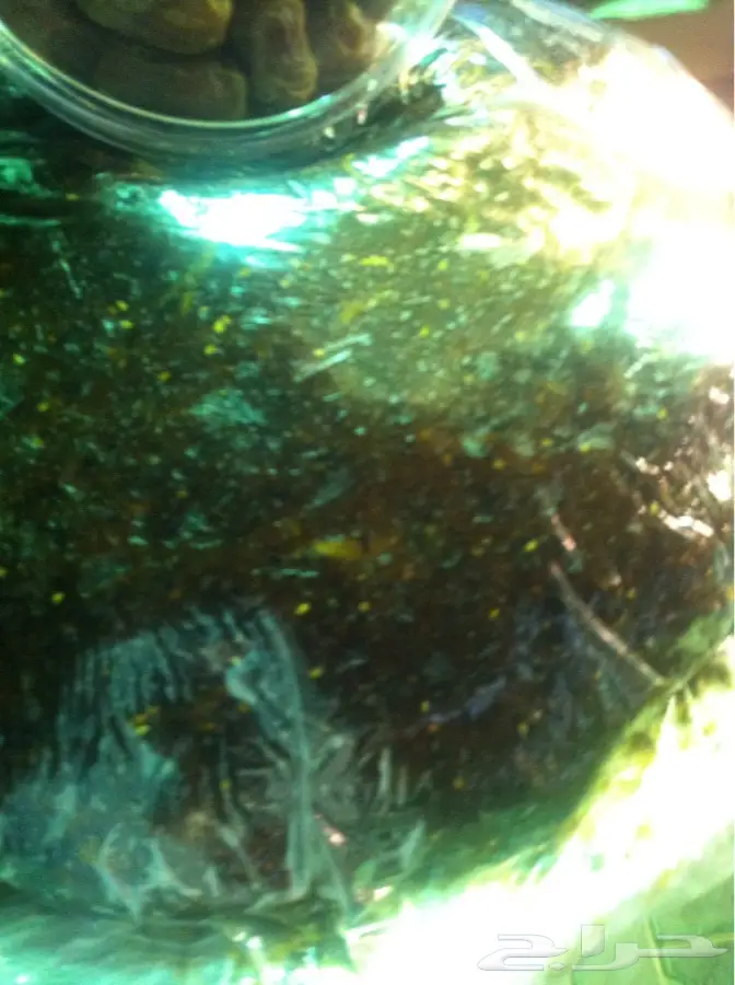 العروض المميزة من محلات حلوه الجوف - الجودة الأصلية والأسعار الرائعة! (image 11)