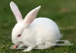 ارانب فرنسي وبلدي للبيع  (image 3)