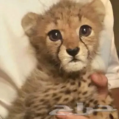 فهد شيتا جميل (image 1)