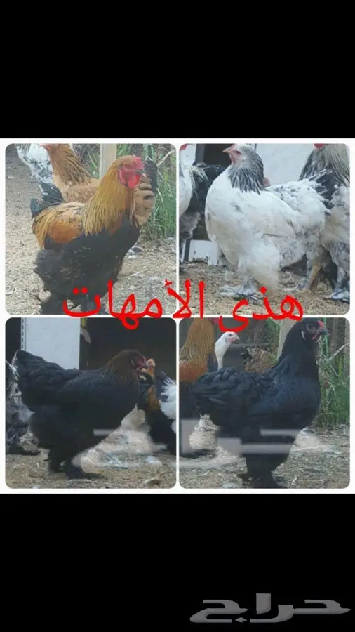 صوص براهما  (image 7)