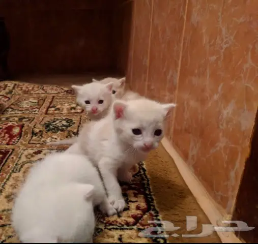 قطه امريكيه (image 3)