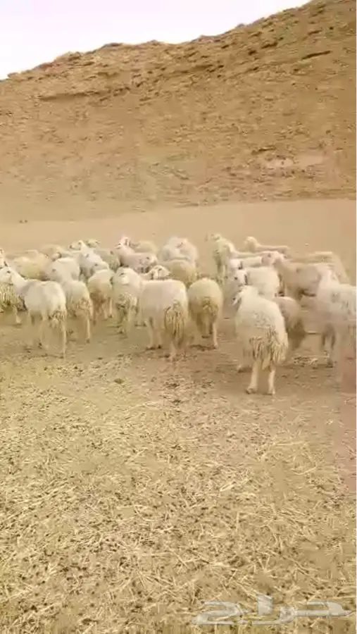 غنم حريات ومعزآ مقنوي للبيع (image 4)