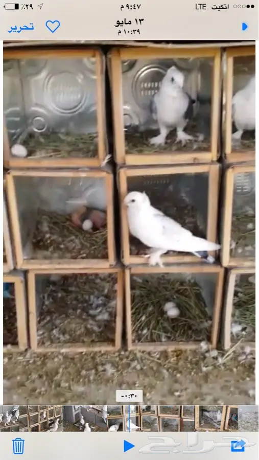 عشة رمان فاخرة - مزايا رائعة! (image 3)